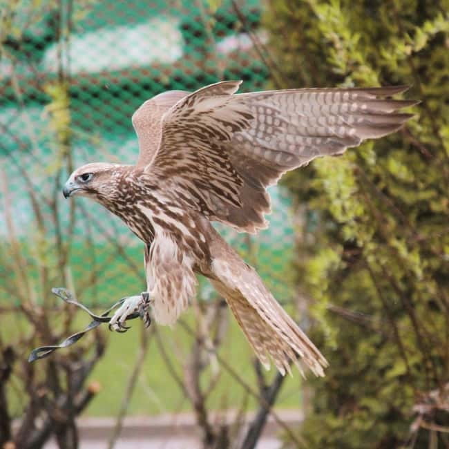Almaty: Falconry show and Big Almaty Gorge - Timing and transfers: what a 5-hour day actually feels like
