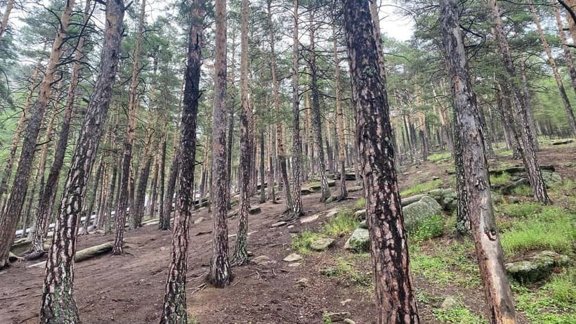 Astana: Burabay Oasis National Park Adventure - Abylaikhan Meadow and Pine-Forest Walking for a Healthier Pace