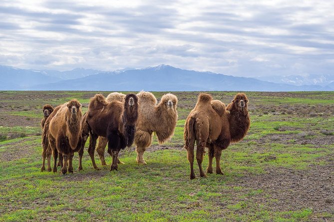 The Silk Road tour of Kazakhstan - Key things to know before you go
